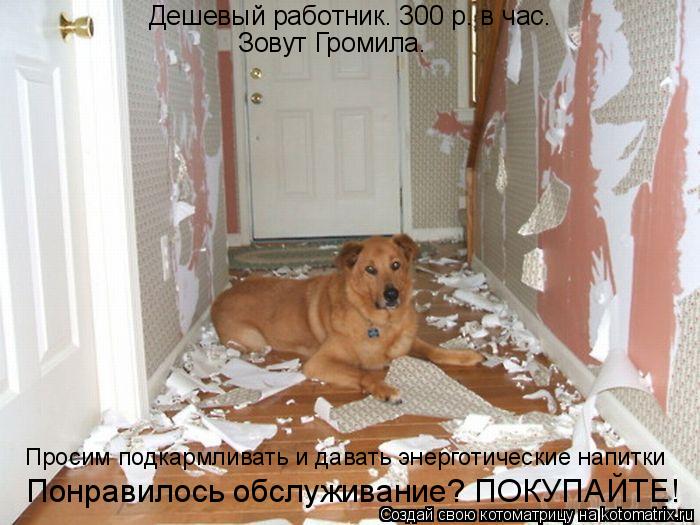 Котоматрица: Дешевый работник. 300 р. в час. Зовут Громила. Просим подкармливать и давать энерготические напитки Понравилось обслуживание? ПОКУПАЙТЕ!