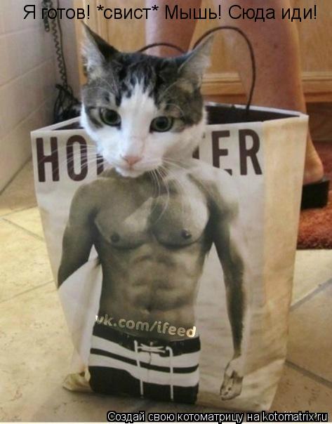 Котоматрица: Я готов! *свист* Мышь! Сюда иди!