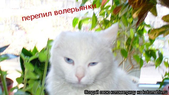 Котоматрица: перепил волерьянки