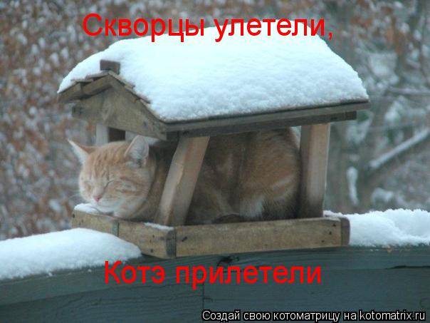 Котоматрица: Скворцы улетели, Котэ прилетели