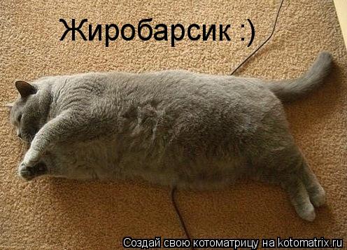 Котоматрица: Жиробарсик :)