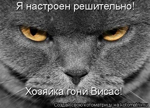 Котоматрица: Я настроен решительно! Хозяйка гони Висас!