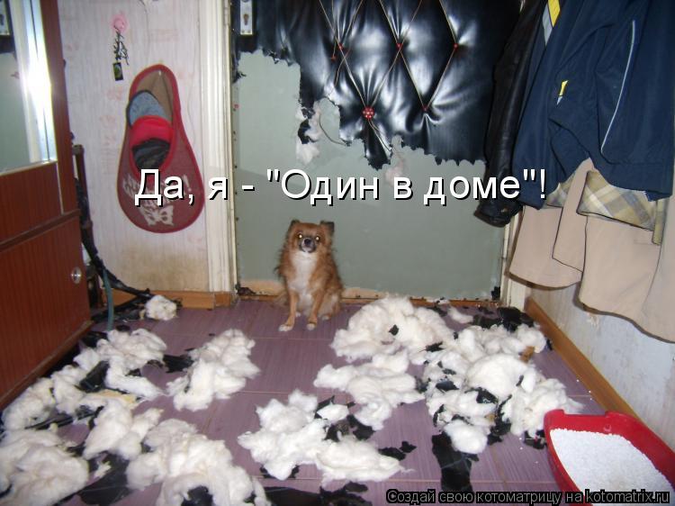 Котоматрица: Да, я - "Один в доме"!