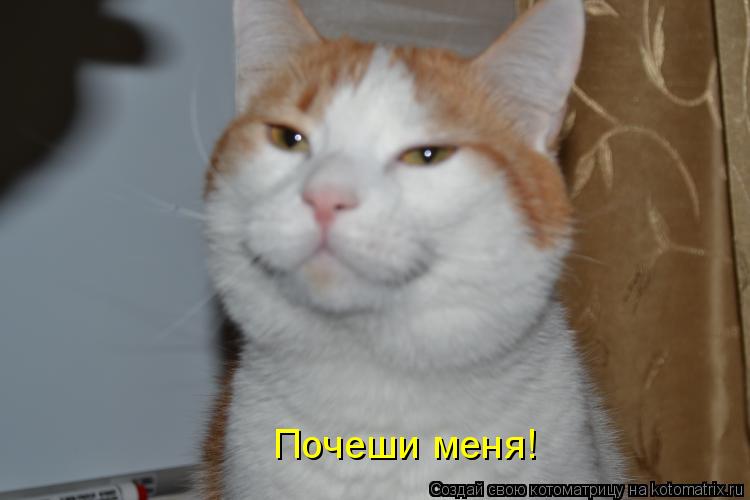 Котоматрица: Почеши меня!
