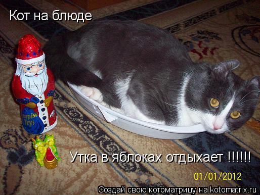 Котоматрица: Кот на блюде Утка в яблоках отдыхает !!!!!!