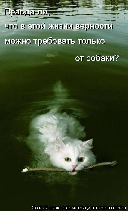 Котоматрица: Правда ли, что в этой жизни верности  можно требовать только  от собаки?