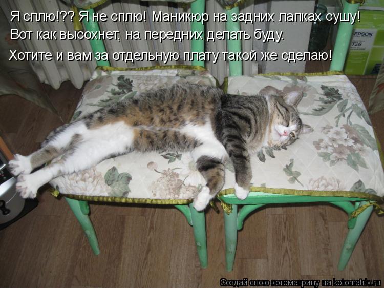 Котоматрица: Я сплю!?? Я не сплю! Маникюр на задних лапках сушу! Я сплю!?? Я не сплю! Маникюр на задних лапках сушу! Хотите и вам за отдельную плату такой же с