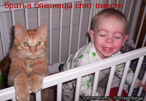 Котоматрица: братья блезнецы спят вместе