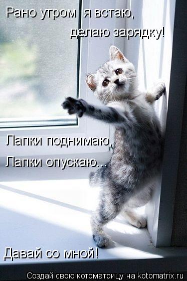 Котоматрица: делаю зарядку! Лапки поднимаю, Лапки опускаю... Рано утром  я встаю, Давай со мной!