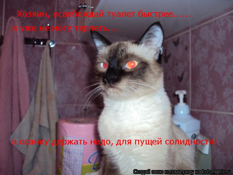 Котоматрица: Хозяин, освобождай туалет быстрее...... я уже не могу терпеть.... а осанку держать надо, для пущей солидности!