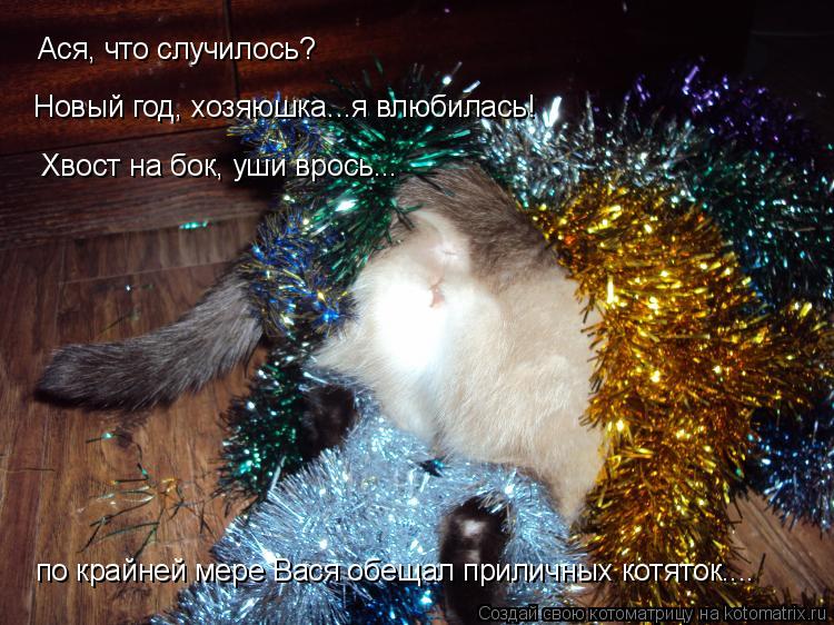 Котоматрица: Ася, что случилось? Новый год, хозяюшка...я влюбилась! Хвост на бок, уши врось... по крайней мере Вася обещал приличных котяток....
