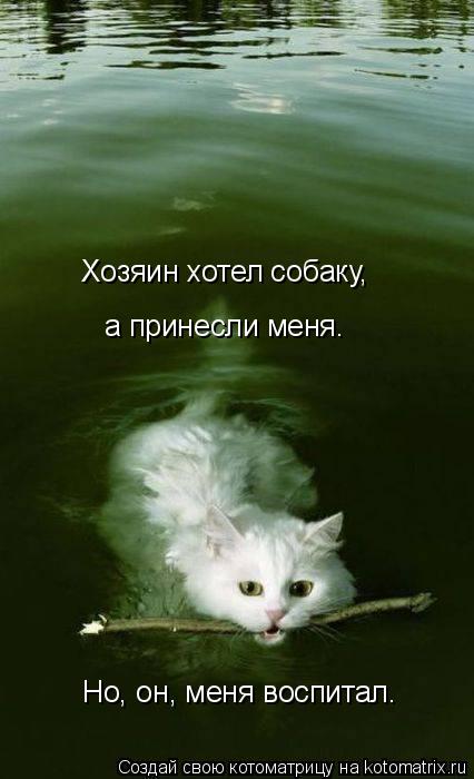 Котоматрица: Хозяин хотел собаку, а принесли меня. Но, он, меня воспитал.