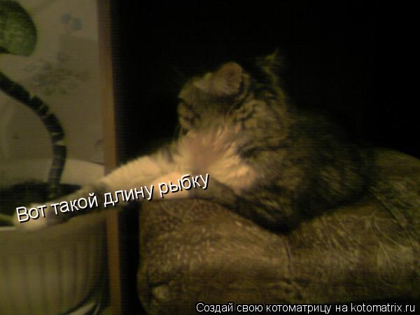 Котоматрица: Вот такой длину рыбку
