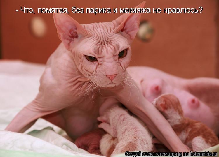 Котоматрица: - Что, помятая, без парика и макияжа не нравлюсь?