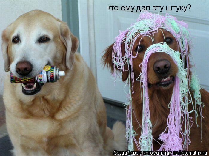 Котоматрица: кто ему дал эту штуку?