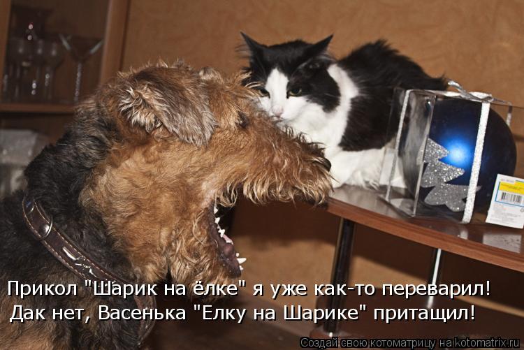 Прикол "Шарик на ёлке" я уже как-то переварил! Дак нет, Васенька "Елку на Шарике" притащил!... Котоматрица: Прикол "Шарик на ёлке" я уже как-то переварил! Дак нет, Васенька "Елку на Шарике" притащил!
