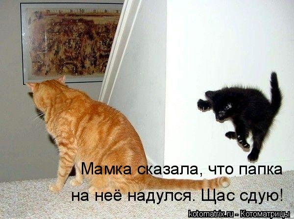 Мамка сказала, что папка на неё надулся. Щас сдую!... Котоматрица: Мамка сказала, что папка на неё надулся. Щас сдую!