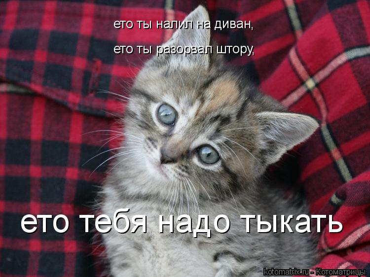ето ты налил на диван, ето ты разорвал штору, ето тебя надо тыкать... Котоматрица: ето ты налил на диван, ето ты разорвал штору, ето тебя надо тыкать