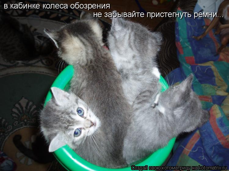 в кабинке колеса обозрения не забывайте пристегнуть ремни...... Котоматрица: в кабинке колеса обозрения не забывайте пристегнуть ремни...