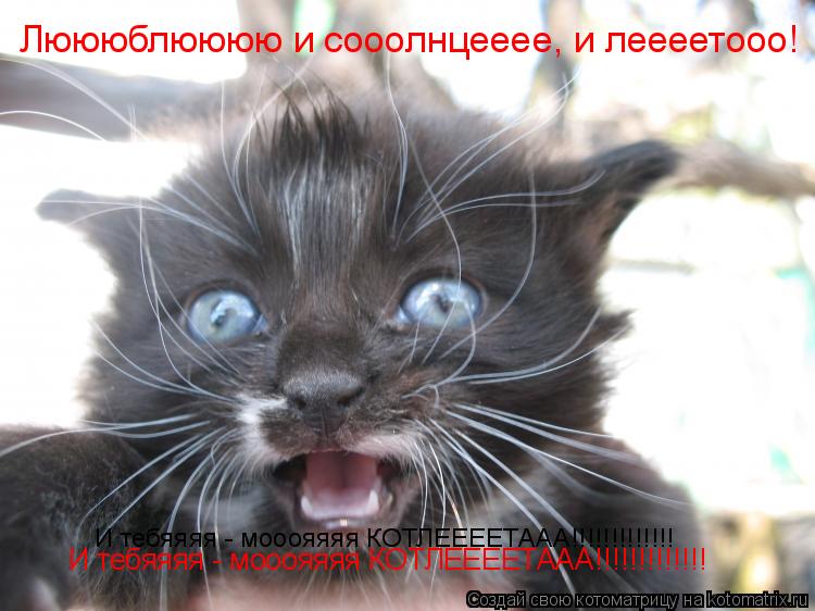 Люююблюююю и сооолнцееее, и леееетооо! И тебяяяя - мооояяяя КОТЛЕЕЕЕТААА!!!!!!!!!!!!! И тебяяяя - моо... Котоматрица: Люююблюююю и сооолнцееее, и леееетооо! И тебяяяя - мооояяяя КОТЛЕЕЕЕТААА!!!!!!!!!!!!! И тебяяяя - мооояяяя КОТЛЕЕЕЕТААА!!!!!!!!!!!!!