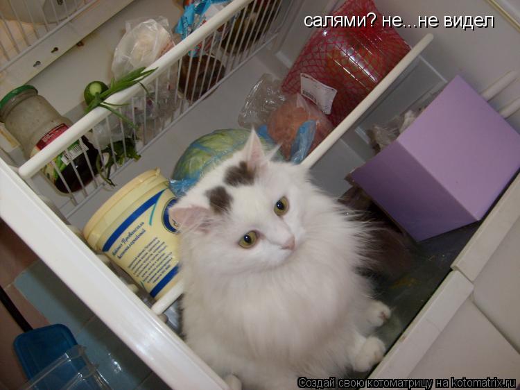 салями? не...не видел... Котоматрица: салями? не...не видел