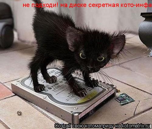 не подходи! на диске секретная кото-инфа!... Котоматрица: не подходи! на диске секретная кото-инфа!