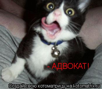 - АДВОКАТ!... Котоматрица: - АДВОКАТ!