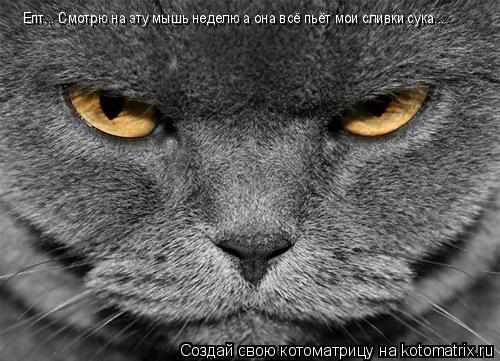 Епт... Смотрю на эту мышь неделю а она всё пьёт мои сливки сука...... Котоматрица: Епт... Смотрю на эту мышь неделю а она всё пьёт мои сливки сука...