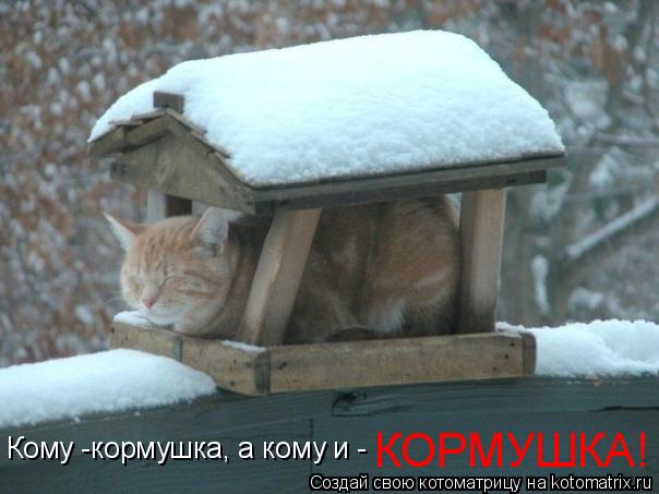 Кому -кормушка, а кому и - КОРМУШКА!... Котоматрица: Кому -кормушка, а кому и - КОРМУШКА!
