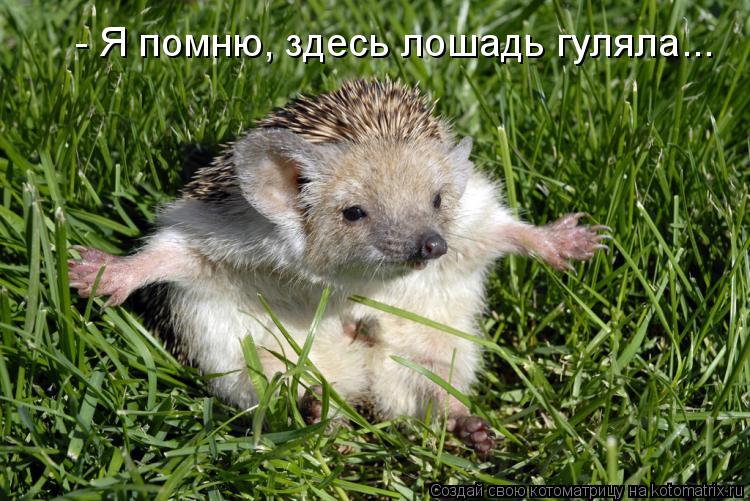- Я помню, здесь лошадь гуляла...... Котоматрица: - Я помню, здесь лошадь гуляла...