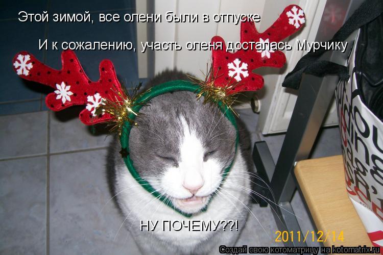 Этой зимой, все олени были в отпуске И к сожалению, участь оленя досталась Мурчику НУ ПОЧЕМУ??!... Котоматрица: Этой зимой, все олени были в отпуске И к сожалению, участь оленя досталась Мурчику НУ ПОЧЕМУ??!