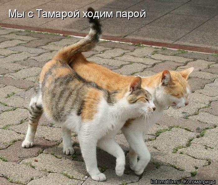 Мы с Тамарой ходим парой... Котоматрица: Мы с Тамарой ходим парой