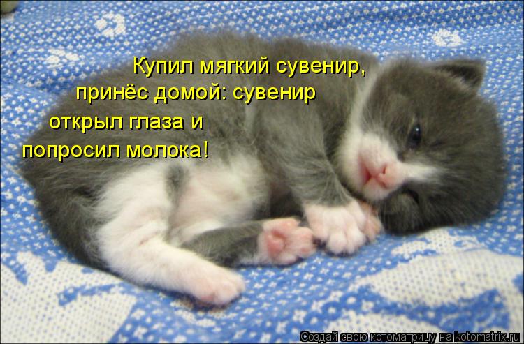 Купил мягкий сувенир, принёс домой: сувенир открыл глаза и попросил молока!... Котоматрица: Купил мягкий сувенир, принёс домой: сувенир открыл глаза и попросил молока!