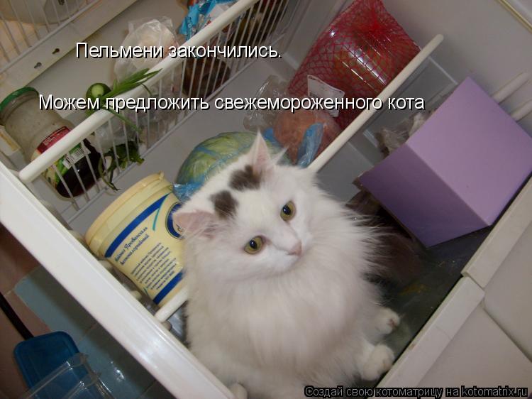 Пельмени закончились. Можем предложить свежемороженного кота... Котоматрица: Пельмени закончились. Можем предложить свежемороженного кота
