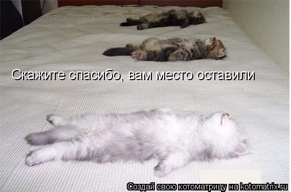 Скажите спасибо, вам место оставили... Котоматрица: Скажите спасибо, вам место оставили