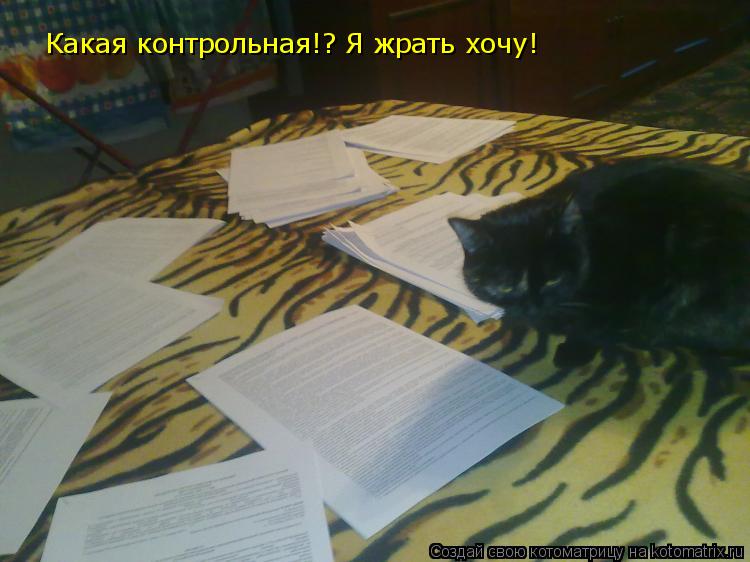 Какая контрольная!? Я жрать хочу!... Котоматрица: Какая контрольная!? Я жрать хочу!
