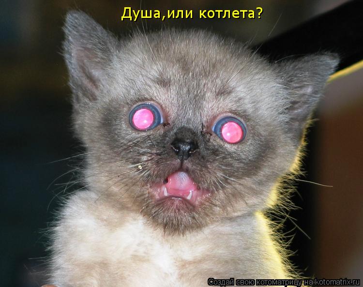 Душа,или котлета?... Котоматрица: Душа,или котлета?