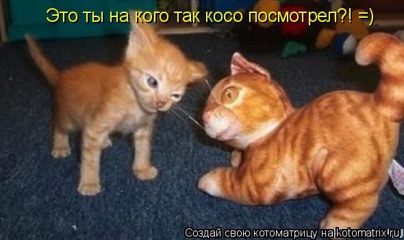 Это ты на кого так косо посмотрел?! =)... Котоматрица: Это ты на кого так косо посмотрел?! =)