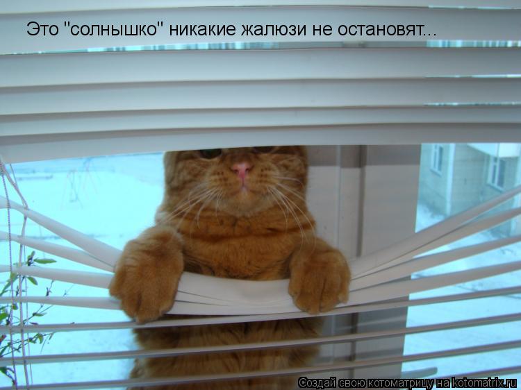 Это "солнышко" никакие жалюзи не остановят...... Котоматрица: Это "солнышко" никакие жалюзи не остановят...