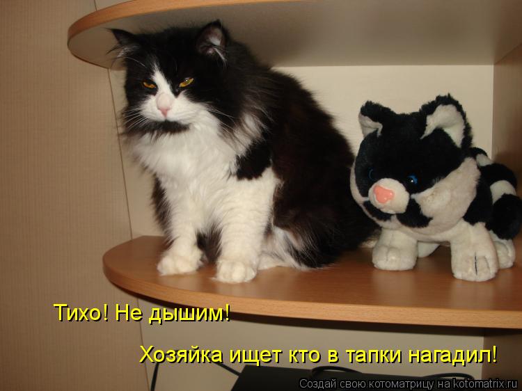 Тихо! Не дышим! Хозяйка ищет кто в тапки нагадил!... Котоматрица: Тихо! Не дышим! Хозяйка ищет кто в тапки нагадил!