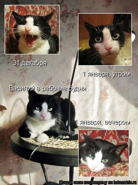 31 декабря 1 января, утром 1 января, вечером Василий в рабочие будни... Котоматрица: 31 декабря 1 января, утром 1 января, вечером Василий в рабочие будни