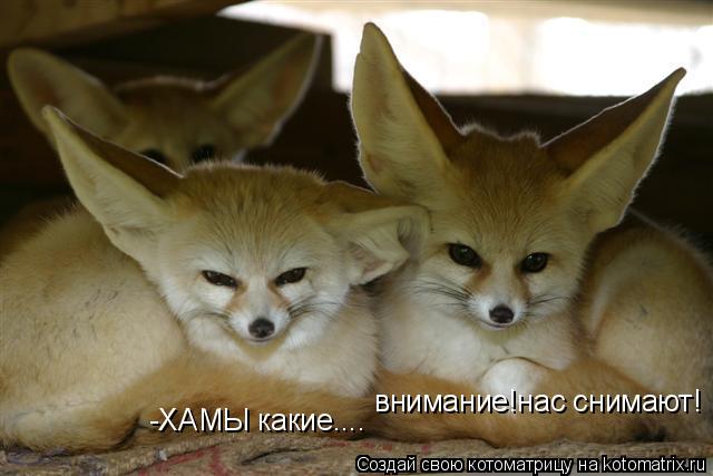 внимание!нас снимают! -ХАМЫ какие....... Котоматрица: внимание!нас снимают! -ХАМЫ какие....