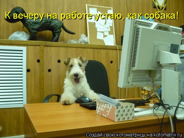 К вечеру на работе устаю, как собака!... Котоматрица: К вечеру на работе устаю, как собака!