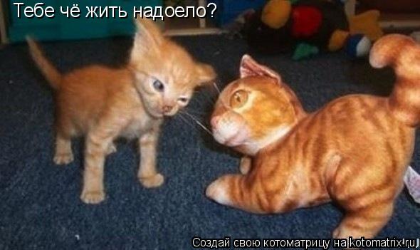 Тебе чё жить надоело?... Котоматрица: Тебе чё жить надоело?