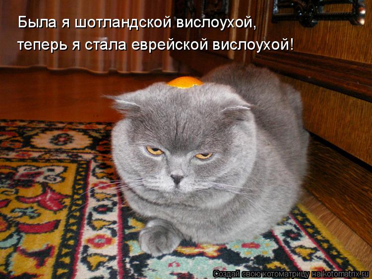 Была я шотландской вислоухой, теперь я стала еврейской вислоухой!... Котоматрица: Была я шотландской вислоухой, теперь я стала еврейской вислоухой!