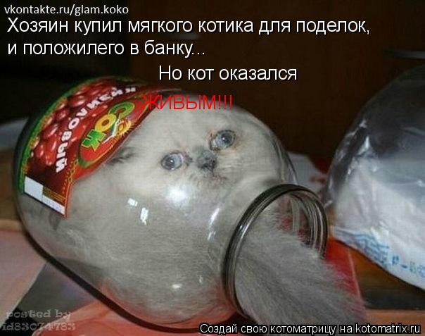 Хозяин купил мягкого котика для поделок, и положилего в банку... и положилего в банку.. Но кот оказал... Котоматрица: Хозяин купил мягкого котика для поделок, и положилего в банку... и положилего в банку.. Но кот оказался ЖИВЫМ!!!