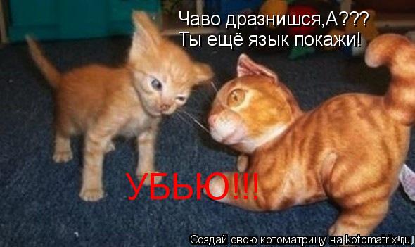 Чаво дразнишся,А??? Ты ещё язык покажи! УБЬЮ!!!... Котоматрица: Чаво дразнишся,А??? Ты ещё язык покажи! УБЬЮ!!!