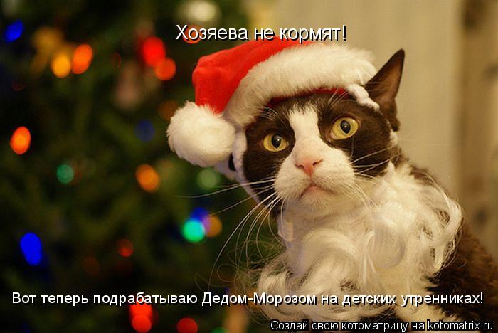 Хозяева не кормят! Вот теперь подрабатываю Дедом-Морозом на детских утренниках!... Котоматрица: Хозяева не кормят! Вот теперь подрабатываю Дедом-Морозом на детских утренниках!