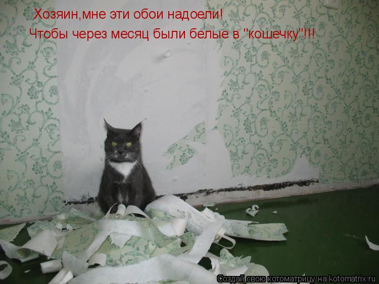 Хозяин,мне эти обои надоели! Чтобы через месяц были белые в "кошечку"!!!... Котоматрица: Хозяин,мне эти обои надоели! Чтобы через месяц были белые в "кошечку"!!!