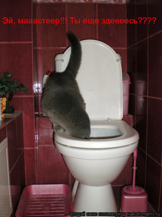 Эй, мааастеер!!! Ты еще здеееесь????... Котоматрица: Эй, мааастеер!!! Ты еще здеееесь????
